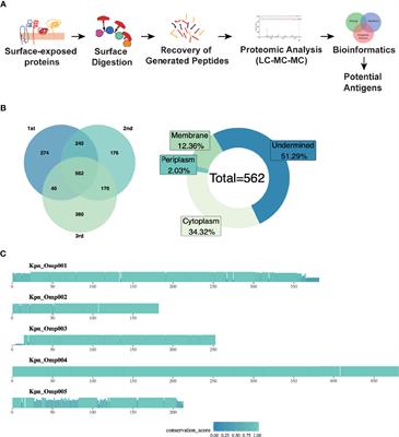 Identification and Evaluation of Recombinant Outer Membrane Proteins as Vaccine Candidates Against Klebsiella pneumoniae